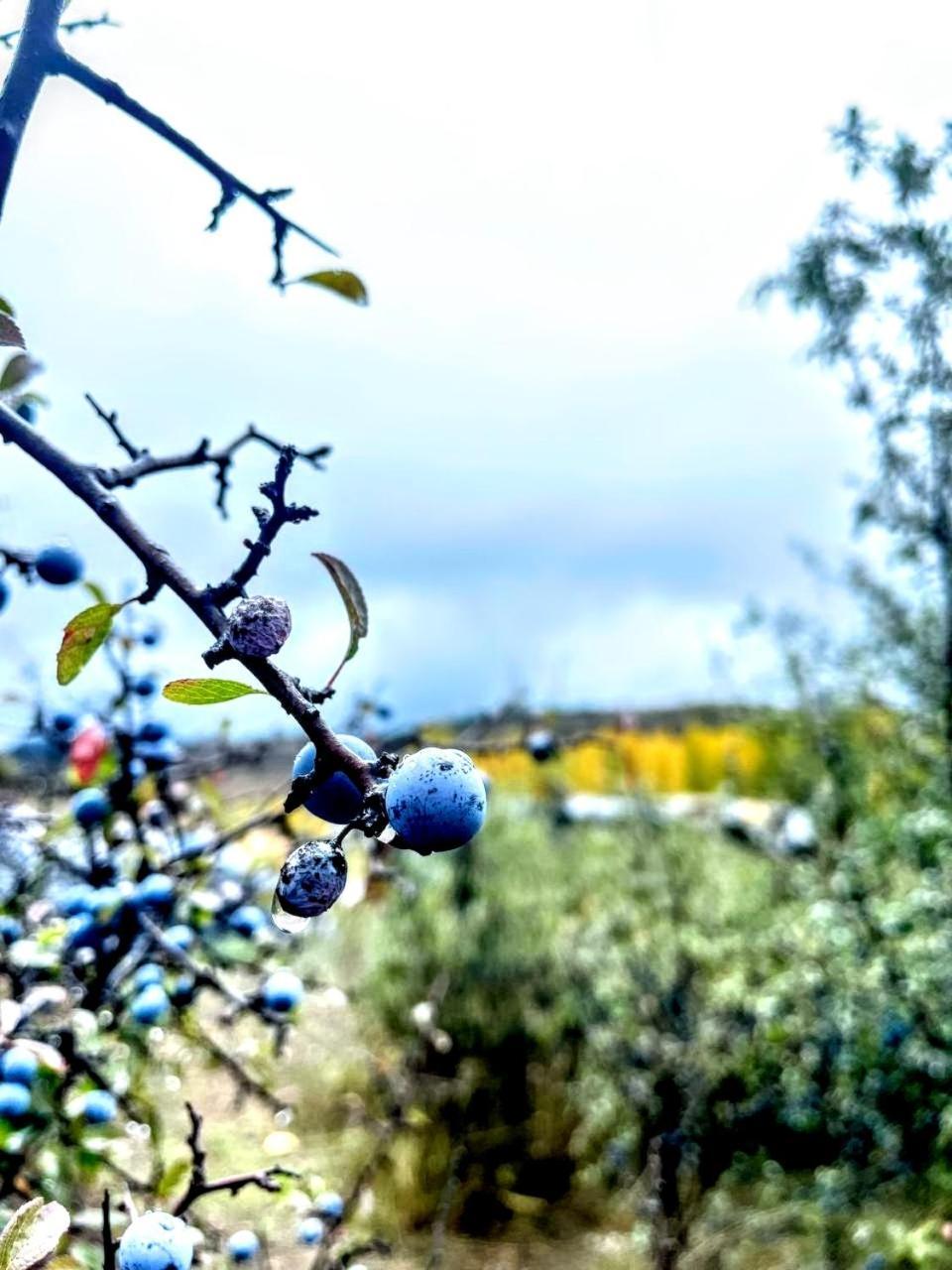 Alojamiento Rural Los Hacheros Villa Трагасете Екстериор снимка
